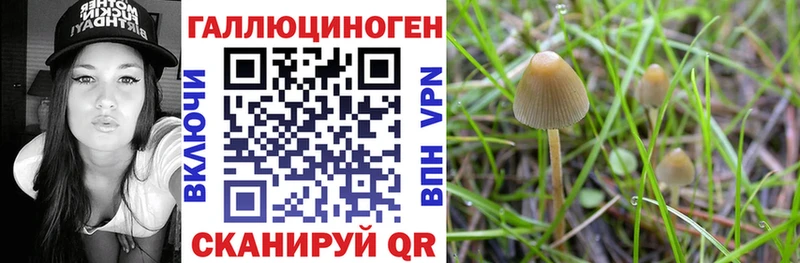 OMG как войти  Кувшиново  Галлюциногенные грибы Psilocybe 
